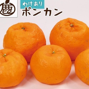 ＜1月より発送＞家庭用 ポンカン10kg+250g（傷み補償分）