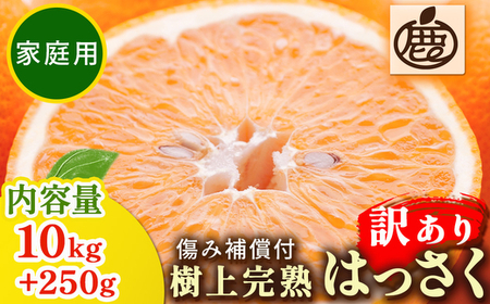 ＜4月より発送＞家庭用 樹上完熟はっさく10kg+250g（傷み補償分）有田の春みかん・五月八朔・さつきはっさく・木生りはっさく・きなりはっさく【光センサー選別】訳あり