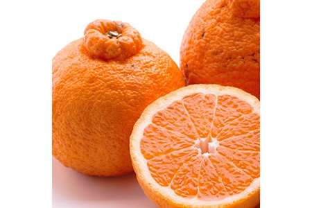 ＜2月より発送＞家庭用 不知火10kg+250g（傷み補償分）【デコポンと同品種・人気の春みかん】 わけあり 訳あり ワケアリ