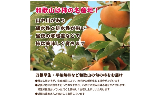 家庭用 訳あり たねなし 柿 2.5kg 【刀根早生・平核無柿（ひらたねなしかき）】