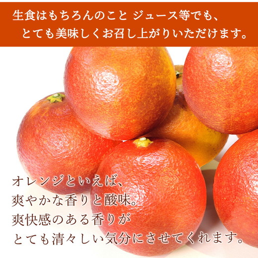 【先行予約】 家庭用 ブラッド オレンジ 3kg 紀州有田産 希少な柑橘フルーツ!