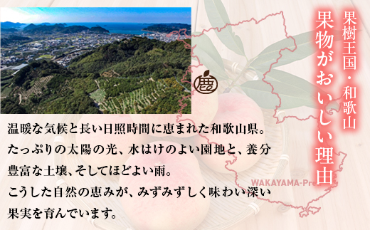 白桃 約4kg（13～15玉）和歌山県産 厳選 化粧箱入り ｜ 白鳳・清水白桃・川中島・もも・はくとう【化粧箱入り】 ※北海道・沖縄・離島への配送不可 ※2026年7月上旬～7月下旬頃に順次発送予定