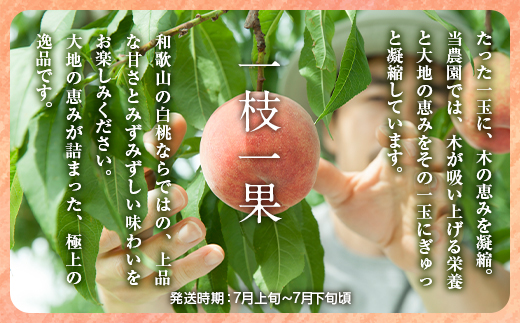 白桃 約4kg（13～15玉）和歌山県産 厳選 化粧箱入り ｜ 白鳳・清水白桃・川中島・もも・はくとう【化粧箱入り】 ※北海道・沖縄・離島への配送不可 ※2026年7月上旬～7月下旬頃に順次発送予定