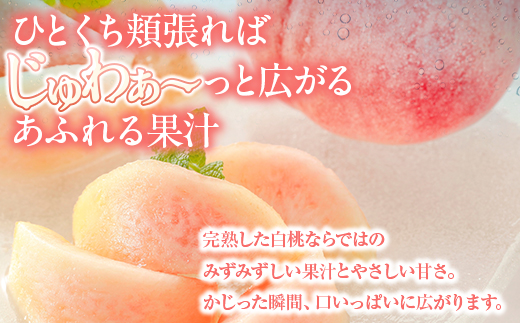 白桃 約1kg（4～5玉）和歌山県産 厳選 化粧箱入り ｜ 白鳳・清水白桃・川中島・もも・はくとう【化粧箱入り】