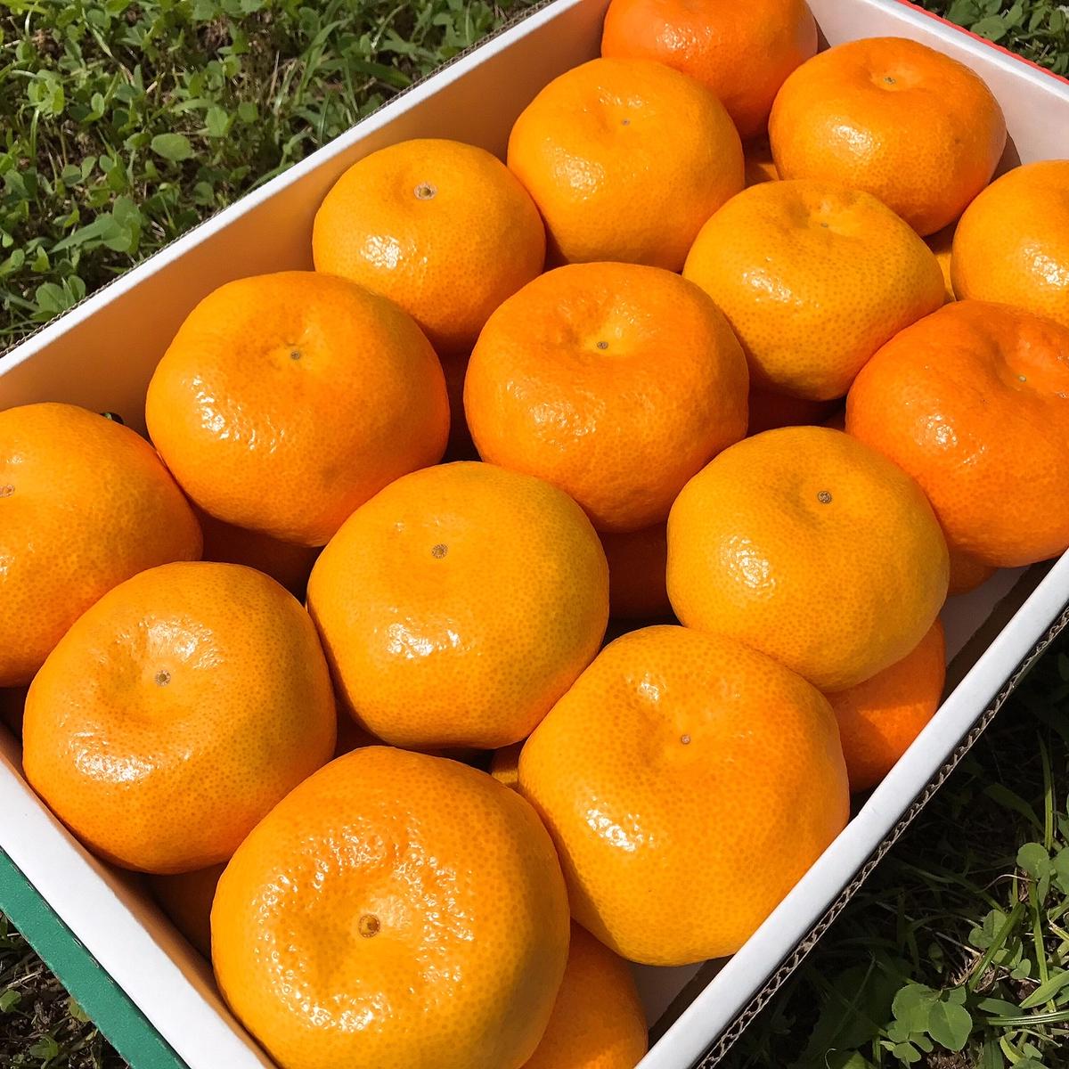 【先行予約】【特秀品】有田みかん 和歌山県産 約5kg（小玉 S～Mサイズ混合）