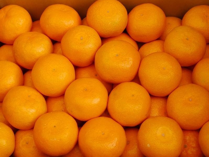 【先行予約】【贈答用・秀品】紀州和歌山産 温州みかん 約1kg（箱込み）M～2L サイズ混合（中生・晩生）