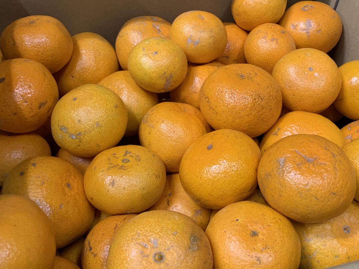 【先行予約】【秀優混合】紀州和歌山産 丹生系 温州みかん 約2kg（箱込み）L～3L サイズ混合