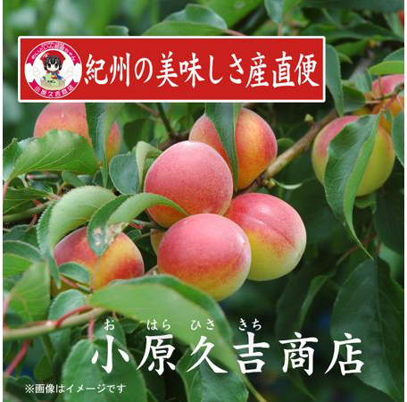 紀州南高梅うすしお味梅干し1kg梅ドレッシング1本　美浜町※離島への配送不可