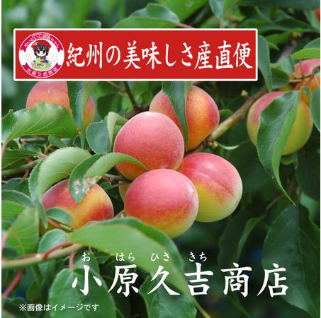 【Ａ級品】紀州南高梅しそ漬梅干1kgと湯浅醤油1本　美浜町※離島への配送不可