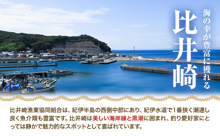 伊勢海老 漁港直送 活 伊勢海老 約1kg (3～5匹) 比井崎漁業協同組合《11月中旬-5月中旬頃出荷》和歌山県 日高町 海産物 海鮮 えび エビ いせえび イセエビ 正月 お祝い 刺身 送料無料