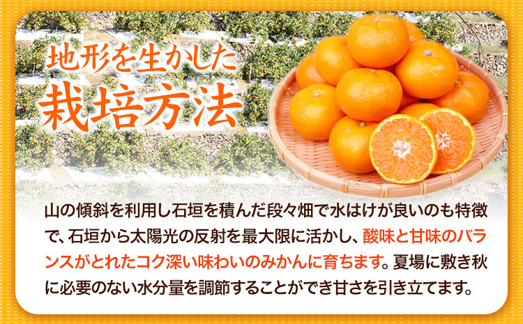 ＜先行予約＞高級ブランド田村みかん 10kg 株式会社魚鶴商店《2025年11月下旬-2026年2月上旬頃出荷》 和歌山県 日高町  柑橘 フルーツ