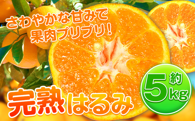 ãå
è¡äºçŽãæèã·ãã·ãïŒ å®çã¯ãã¿ çŽ5kg æ ªåŒäŒç€Ÿéé¶Žååº ã2026幎2æäžæ¬-3æäžæ¬é åºè·äºå®ã åæå±±ç æ¥é«çº ã¯ãã¿ ã¿ãã ãã«ã³ èæ ãã«ãŒã ææ©(F)