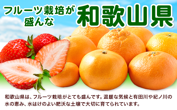 迫力満点！大粒 有田みかん 2L-4Lサイズ 約4kg 有田マルシェ《11月上旬-1月上旬頃出荷》和歌山県 日高町 みかん 大粒 有田みかん 温州みかん 柑橘 フルーツ ミカン 蜜柑
