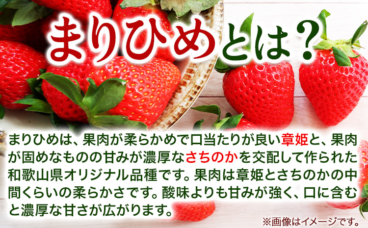 「まりひめ」和歌山県オリジナルいちご 約600g 約300g×2パック入 株式会社はし長 《1月上旬-2月末頃出荷》 和歌山県 日高町 フルーツ 果物 苺 いちご【配送不可地域あり】