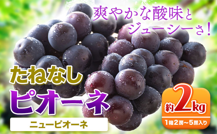 たねなし ピオーネ 約2kg 厳選館 《2025年8月下旬-10月中旬頃出荷予定》 和歌山県 日高町 フルーツ ぶどう ピオーネ たねなし 2kg 和歌山県産 ブドウ くだもの 果物