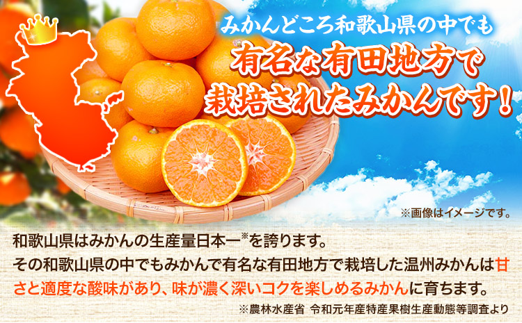 ＜先行予約＞高級ブランド田村みかん 10kg 株式会社魚鶴商店《2025年11月下旬-2026年2月上旬頃出荷》 和歌山県 日高町  柑橘 フルーツ