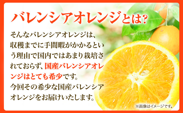 【先行予約】【ご家庭用訳あり】希少な国産バレンシアオレンジ 約7kg 株式会社魚鶴商店《2025年6月下旬-7月上旬出荷》和歌山県 日高町