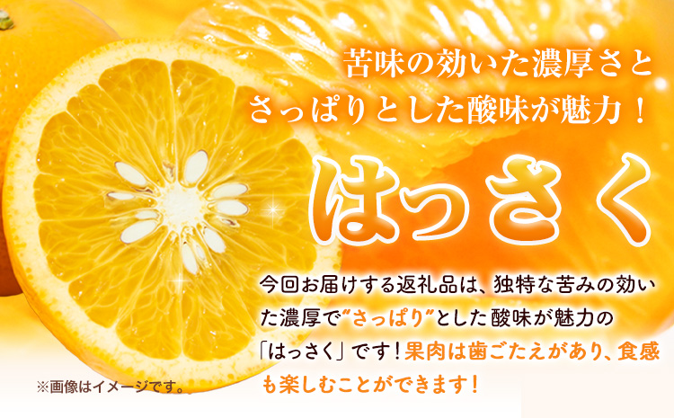 ＜1月より発送＞ご家庭用 訳あり はっさく 八朔 みかん 2.5kg+250g（傷み補償） 池田鹿蔵農園 日高町《2026年1月上旬-3月末頃出荷》和歌山県 日高町 送料無料 はっさくみかん 八朔 訳ありはっさく【配送不可地域あり】