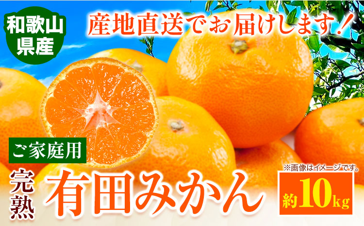 【先行予約】みかん ご 家庭用 完熟 有田みかん 約 10kg 有田マルシェ《11月上旬-11月下旬頃出荷》 和歌山県 日高町 みかん 有田みかん 柑橘 フルーツ 完熟 送料無料 訳あり みかん 蜜柑 ミカン 柑橘