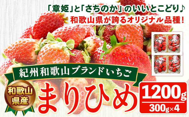 「まりひめ」和歌山県オリジナルいちご 約1200g 約1.2kg 約300g×4パック入 株式会社はし長 《1月上旬-2月末頃出荷》 和歌山県 日高町 フルーツ 果物 苺 いちご【配送不可地域あり】