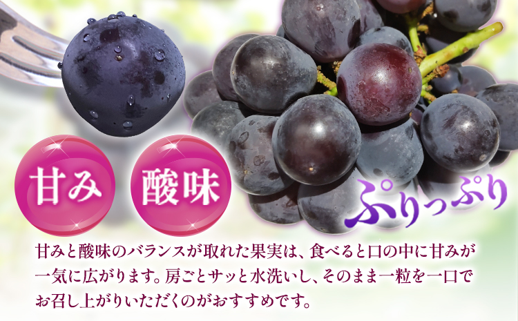 【先行予約】紀州和歌山産 ピオーネ 約2kg 3房-5房 魚鶴商店 《2026年8月下旬-9月下旬頃出荷》 和歌山県 日高町 フルーツ ぶどう 巨峰 2kg 和歌山県産 送料無料