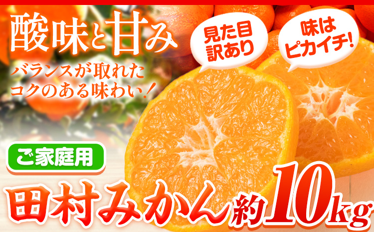 先行予約【ご家庭用 訳あり】田村みかん 10kg 株式会社魚鶴商店《2025年11月下旬-2026年2月上旬頃出荷》 和歌山県 日高町  柑橘 フルーツ 