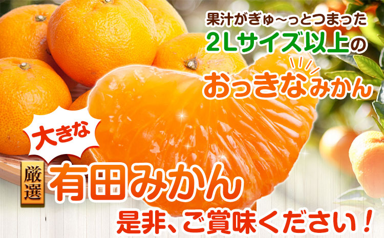 ＜先行予約＞厳選　大きな有田みかん10kg+300g（傷み補償分）【光センサー選果】池田鹿蔵農園@日高町（池田農園株式会社）《11月中旬-2月中旬頃出荷》和歌山県 日高町【配送不可地域あり】