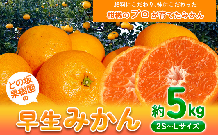 早生 みかん 約 5kg (2S～Lサイズ) どの坂果樹園《30日以内に出荷予定(土日祝除く)》 和歌山県 日高町 みかん 早生 旬 柑橘 フルーツ 果物 蜜柑 ミカン 2025年出荷今季出荷