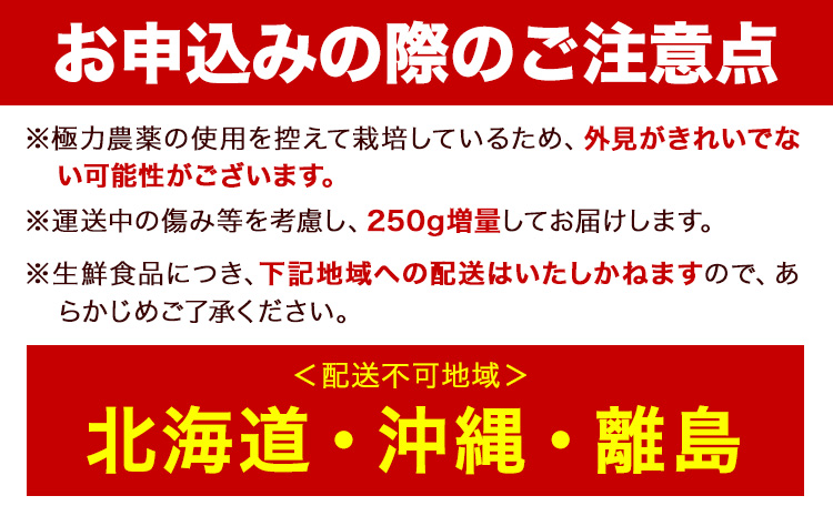 家庭用 大きな有田みかん 約2.5kg ＋250g （ 傷み補償分 ）【わけあり・訳あり】【光センサー選果】 池田鹿蔵農園@日高町（池田農園株式会社）《11月中旬-1月下旬頃出荷》日高町【配送不可地域あり】