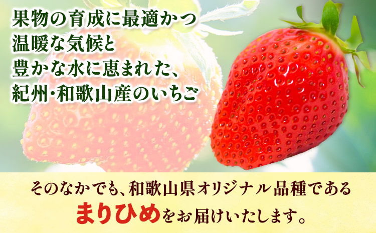 「まりひめ」和歌山県オリジナルいちご 約1200g 約1.2kg 約300g×4パック入 株式会社はし長 《1月上旬-2月末頃出荷》 和歌山県 日高町 フルーツ 果物 苺 いちご【配送不可地域あり】