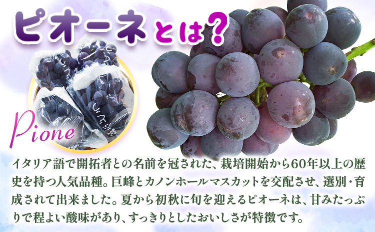 【先行予約】紀州和歌山産 ピオーネ 約2kg 3房-5房 魚鶴商店 《2026年8月下旬-9月下旬頃出荷》 和歌山県 日高町 フルーツ ぶどう 巨峰 2kg 和歌山県産 送料無料