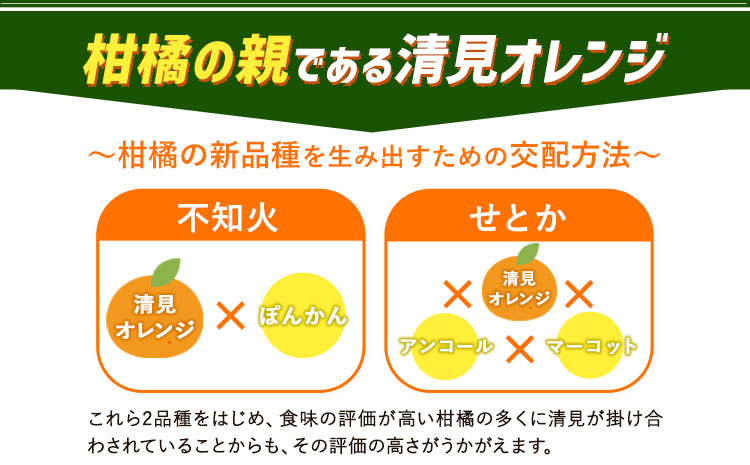 ＜先行予約＞とにかくジューシー 清見 オレンジ 5kg  株式会社魚鶴商店《2026年3月下旬-4月中旬頃出荷》和歌山県 日高町 柑橘 果物 フルーツ(F)