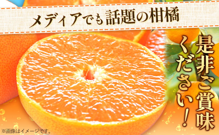 一度は食べていただきたい! 有田産のせとか 青秀以上 約4〜5kg （サイズおまかせ） 厳選館 《2025年2月中旬-3月下旬頃出荷》 和歌山県 日高町 せとか 柑橘 有田産 みかん フルーツ 果物 くだもの