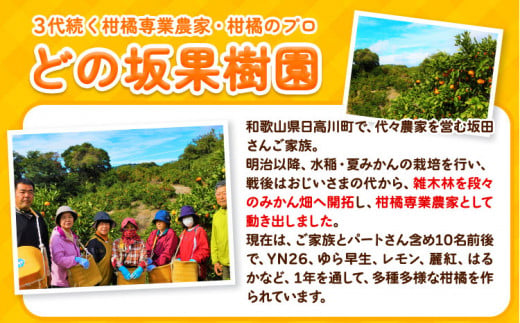 訳あり 不知火 ( デコポンと同品種 ) しらぬい 約10kg (M～5Lサイズ) どの坂果樹園《2025年2月上旬-4月上旬頃出荷》 和歌山県 日高町 しらぬい でこぽん 旬 果物 フルーツ 柑橘 訳あり不知火 訳ありデコポン 訳ありしらぬい 送料無料