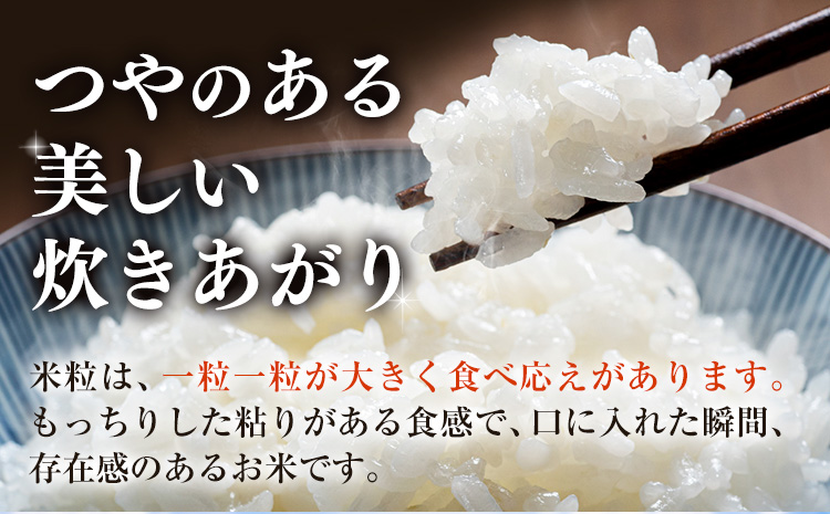 米 白米 こめ 令和6年産 和歌山県 日高町産 にじのきらめき 5kg 《60日以内に出荷予定(土日祝除く)》 和歌山県 日高町 コメ お米 ご飯 ごはん (F-2)