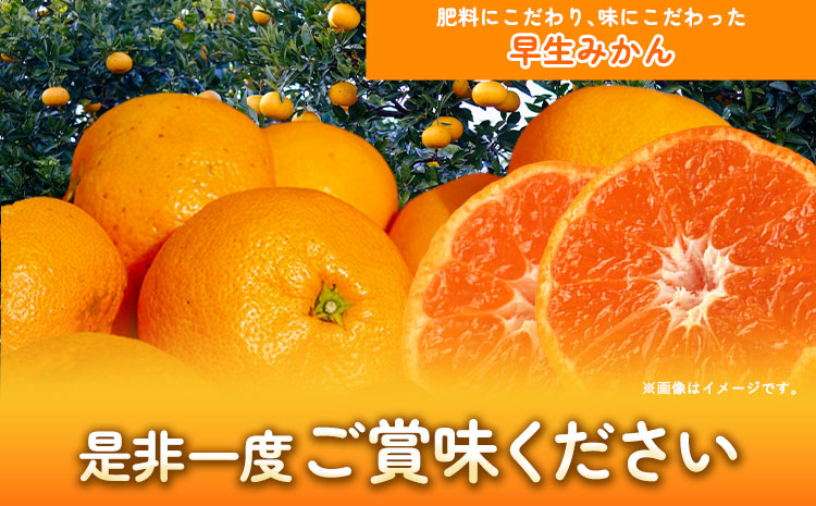 早生 みかん 約 5kg (2S～Lサイズ) どの坂果樹園《30日以内に出荷予定(土日祝除く)》 和歌山県 日高町 みかん 早生 旬 柑橘 フルーツ 果物 蜜柑 ミカン 2025年出荷今季出荷