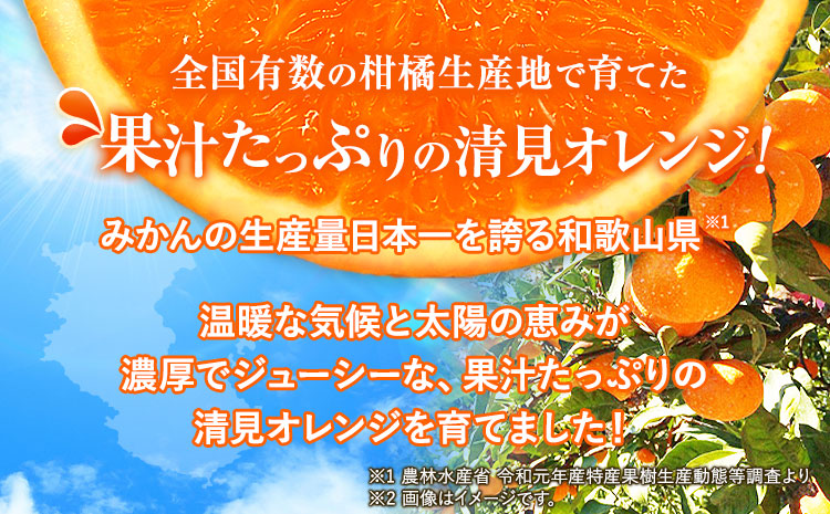 ＜先行予約＞とにかくジューシー 清見 オレンジ 約5kg  株式会社魚鶴商店《2027年3月下旬-4月下旬頃出荷》和歌山県 日高町 柑橘 果物 フルーツ