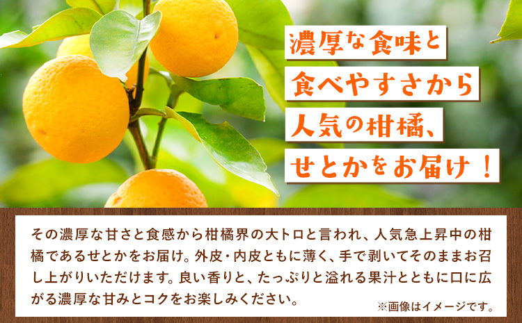 先行予約】 厳選 せとか みかん 春みかん 2kg ＋60g(傷み補償分