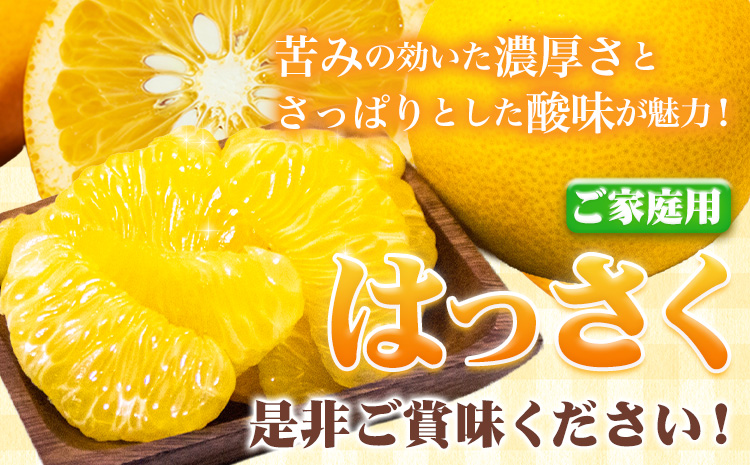 ＜1月より発送＞ご家庭用 訳あり はっさく 八朔 みかん 5kg+250g（傷み補償） 池田鹿蔵農園 日高町《2026年1月上旬-3月末頃出荷》和歌山県 日高町 送料無料 はっさくみかん 八朔 訳ありはっさく【配送不可地域あり】