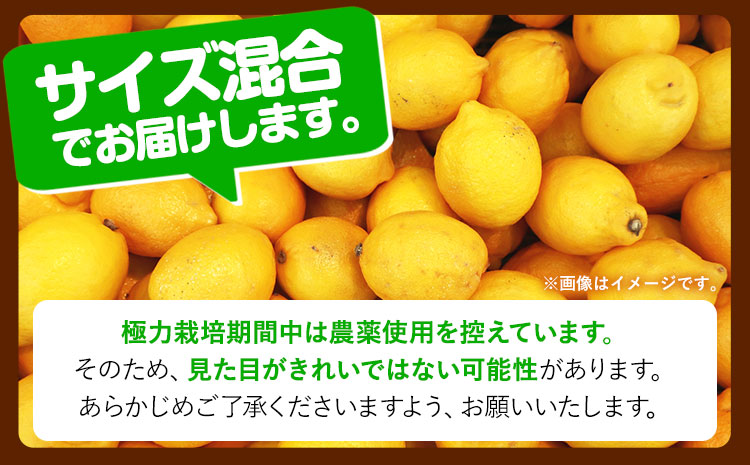 【先行予約】厳選 黒潮 レモン 3.5kg+105g （傷み補償分）【和歌山有田産】【防腐剤・WAX不使用、安心の国産レモン】 池田鹿蔵農園@日高町（池田農園株式会社）《9月上旬-4月末頃出荷》和歌山県 日高町 柑橘 黒潮 レモン【配送不可地域あり】