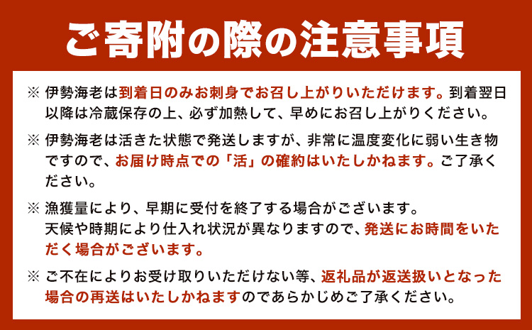 伊勢海老 漁港直送 活 伊勢海老 約1kg (3～5匹) 比井崎漁業協同組合《11月中旬-5月中旬頃出荷》和歌山県 日高町 海産物 海鮮 えび エビ いせえび イセエビ 正月 お祝い 刺身 送料無料