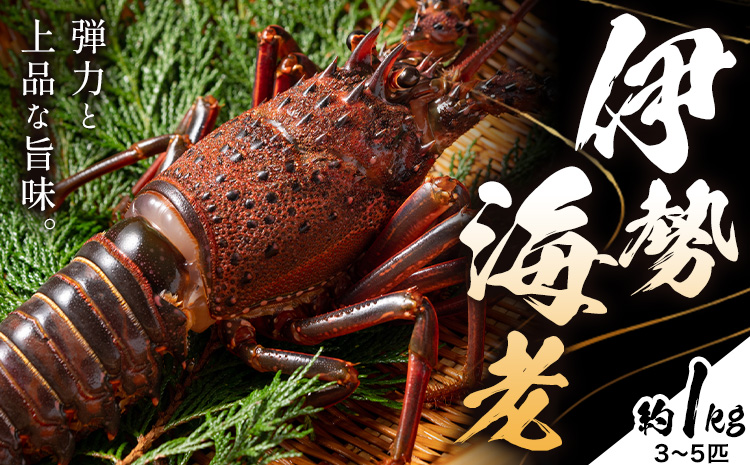 伊勢海老 漁港直送 活 伊勢海老 約1kg (3〜5匹) 比井崎漁業協同組合[12月上旬-4月中旬頃出荷]和歌山県 日高町 海産物 海鮮 えび エビ いせえび イセエビ 正月 お祝い 刺身 送料無料(F-1)