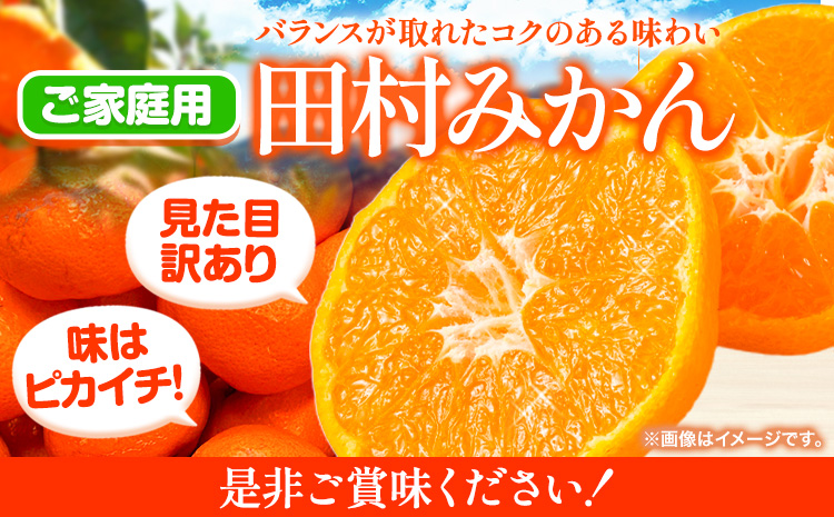 先行予約【ご家庭用 訳あり】田村みかん 10kg 株式会社魚鶴商店《2025年11月下旬-2026年2月上旬頃出荷》 和歌山県 日高町  柑橘 フルーツ 