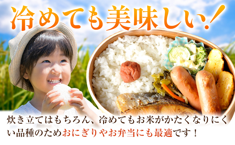 米 白米 こめ 令和6年産 和歌山県 日高町産 にじのきらめき 5kg 《60日以内に出荷予定(土日祝除く)》 和歌山県 日高町 コメ お米 ご飯 ごはん