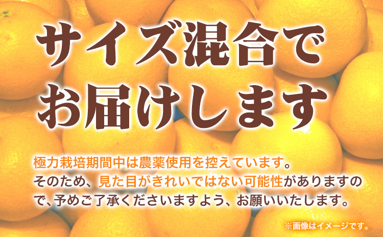 厳選 樹上完熟 はっさく 八朔 みかん 1kg+250g（傷み補償） 傷み補償分 池田鹿蔵農園 @日高町《4月上旬-5月下旬頃出荷》和歌山県 日高町 送料無料 はっさくみかん ハッサク 厳選八朔みかん【配送不可地域あり】