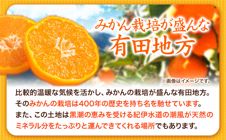 先行予約【ご家庭用 訳あり】田村みかん 10kg 株式会社魚鶴商店《2025年11月下旬-2026年2月上旬頃出荷》 和歌山県 日高町  柑橘 フルーツ 