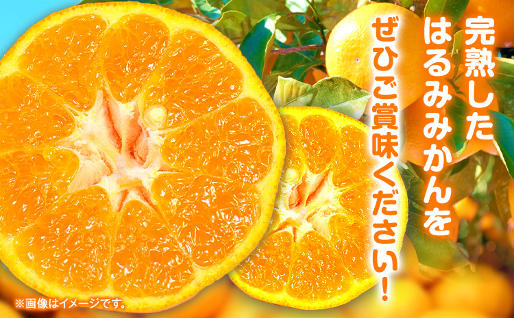 ãå
è¡äºçŽãæèã·ãã·ãïŒ å®çã¯ãã¿ çŽ5kg æ ªåŒäŒç€Ÿéé¶Žååº ã2026幎2æäžæ¬-3æäžæ¬é åºè·äºå®ã åæå±±ç æ¥é«çº ã¯ãã¿ ã¿ãã ãã«ã³ èæ ãã«ãŒã ææ©(F)