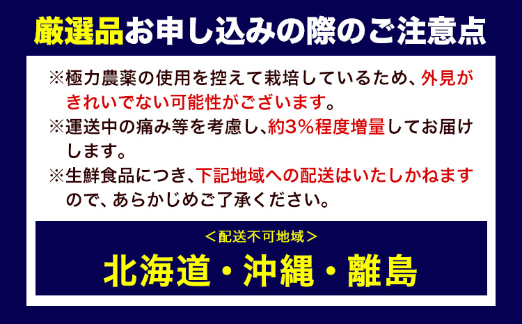 厳選 不知火3kg+90g(傷み補償分)【デコポンと同品種・人気の春みかん】【光センサー食頃出荷】 池田鹿蔵農園@日高町（池田農園株式会社）《2月上旬-3月末頃出荷》和歌山県 日高町【配送不可地域あり】