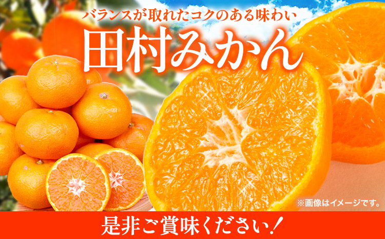 ＜先行予約＞高級ブランド 大玉サイズ 田村みかん 10kg 株式会社魚鶴商店《2025年11月下旬-2026年2月上旬頃出荷》 和歌山県 日高町  柑橘 フルーツ 大玉