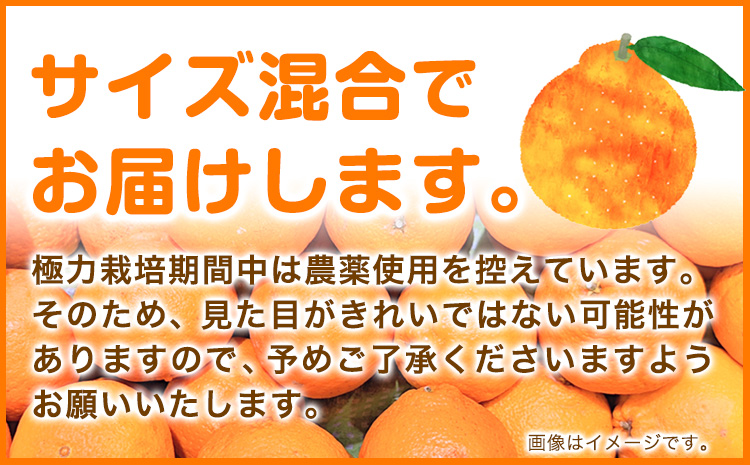 厳選 不知火3kg+90g(傷み補償分)【デコポンと同品種・人気の春みかん】【光センサー食頃出荷】 池田鹿蔵農園@日高町（池田農園株式会社）《2月上旬-3月末頃出荷》和歌山県 日高町【配送不可地域あり】